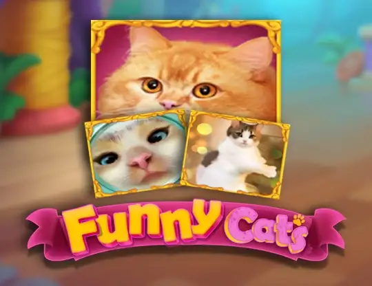 Funny Cats